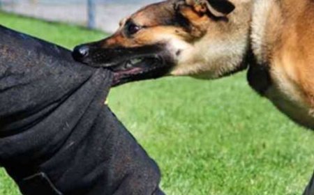 मोठी बातमी : आंबेठाण दवणे मळा येथे पिसाळलेल्या कुत्र्याचा धुमाकूळ; तिघांना घेतला चावा, परिसरात भीतीचे वातावरण...!