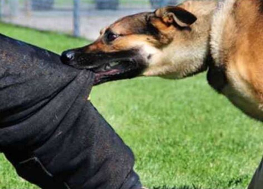 मोठी बातमी : आंबेठाण दवणे मळा येथे पिसाळलेल्या कुत्र्याचा धुमाकूळ; तिघांना घेतला चावा, परिसरात भीतीचे वातावरण...!