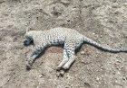 Tiger Death Update || कडूसमध्ये बिबट्याचा संशयास्पद मृत्यू; अरगडे शिवारात आढळला मृतदेह...!