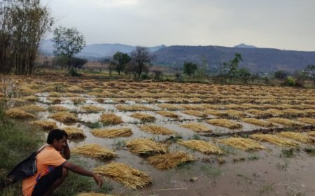 Khed Rain Update || खेडच्या पश्चिम पट्ट्यात अवकाळीचा हाहाकार; चिखलगाव परिसरात पिके जमीनदोस्त, शेतकऱ्यांकडून तातडीच्या पंचनाम्यांची मागणी..!