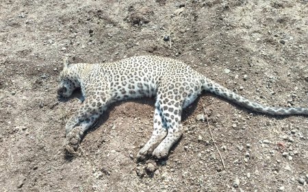 Tiger Death Update || कडूसमध्ये बिबट्याचा संशयास्पद मृत्यू; अरगडे शिवारात आढळला मृतदेह...!