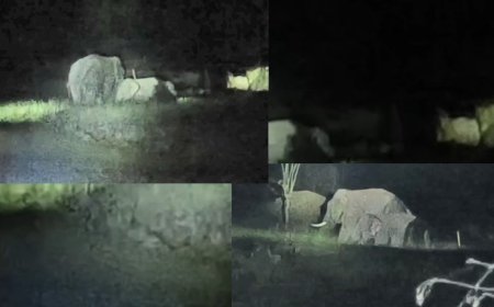 कोहलगाव शिवारात हत्तींचा धुमाकूळ; शेतकऱ्यांचे उभे पीक जमीनदोस्त...