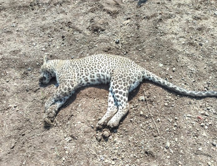 Tiger Death Update || कडूसमध्ये बिबट्याचा संशयास्पद मृत्यू; अरगडे शिवारात आढळला मृतदेह...!