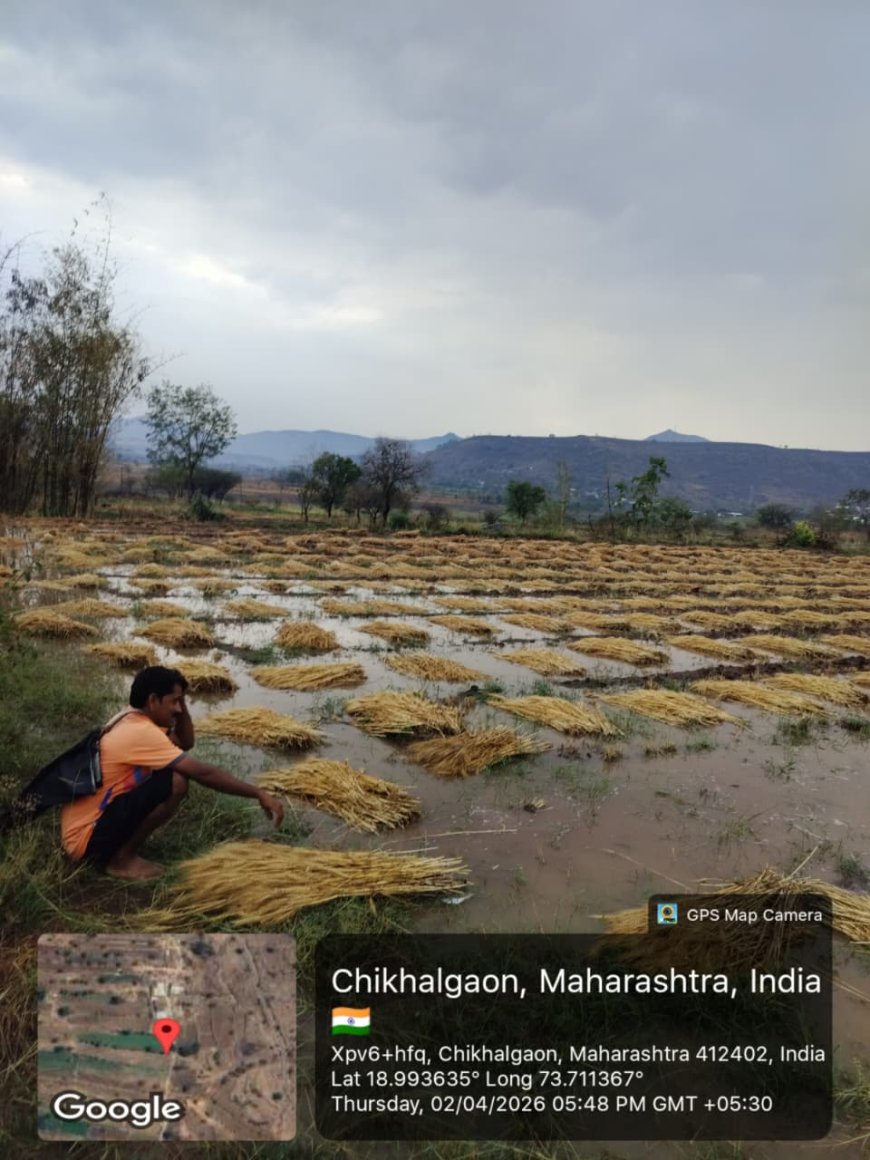 Khed Rain Update || खेडच्या पश्चिम पट्ट्यात अवकाळीचा हाहाकार; चिखलगाव परिसरात पिके जमीनदोस्त, शेतकऱ्यांकडून तातडीच्या पंचनाम्यांची मागणी..!