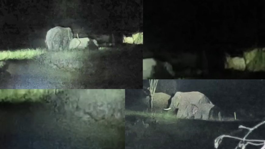 कोहलगाव शिवारात हत्तींचा धुमाकूळ; शेतकऱ्यांचे उभे पीक जमीनदोस्त...