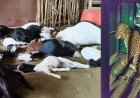 २६ शेळ्यांचा कर्दनकाळ बिबट्या अखेर जेरबंद;नेरला परिसरात सुटकेचा निःश्वास...