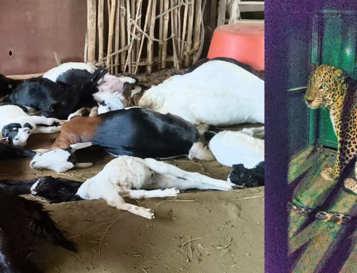 २६ शेळ्यांचा कर्दनकाळ बिबट्या अखेर जेरबंद;नेरला परिसरात सुटकेचा निःश्वास...